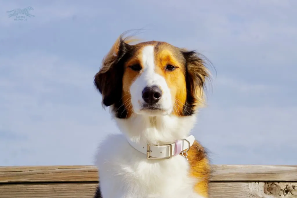 1" Waterproof Buckle Collar